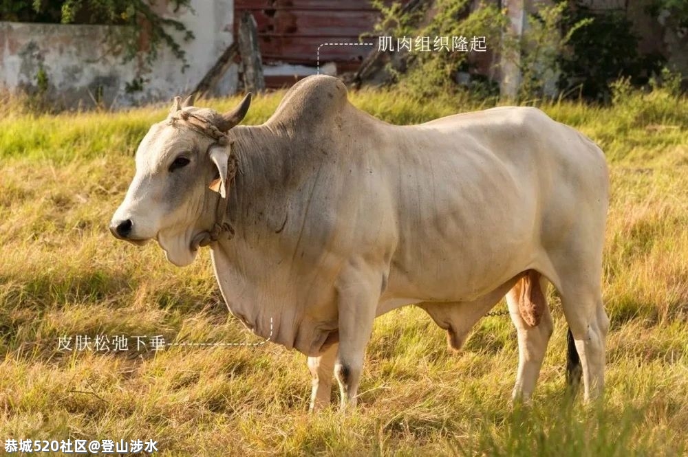 中国牛，真牛！59 / 作者:登山涉水 / 帖子ID:282378