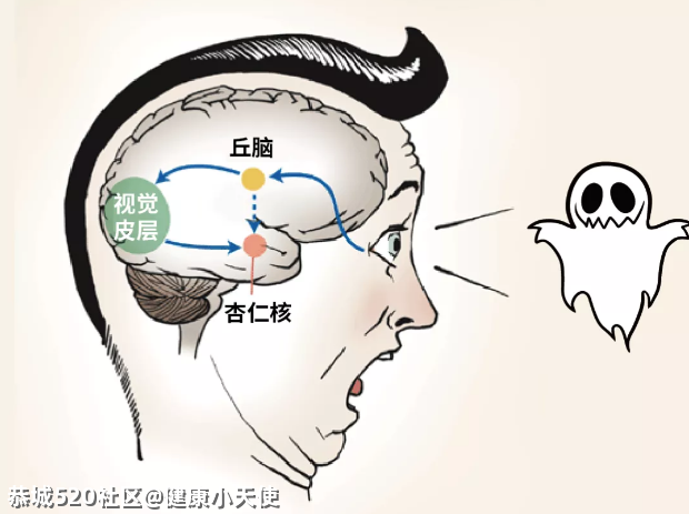 喜欢恐怖片的人，脑子都是怎么长的？584 / 作者:健康小天使 / 帖子ID:283152