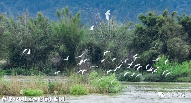 生态瑶乡吸引美丽“客人”，我县城区发现野生白鹭群513 / 作者:论坛小编01 / 帖子ID:283359