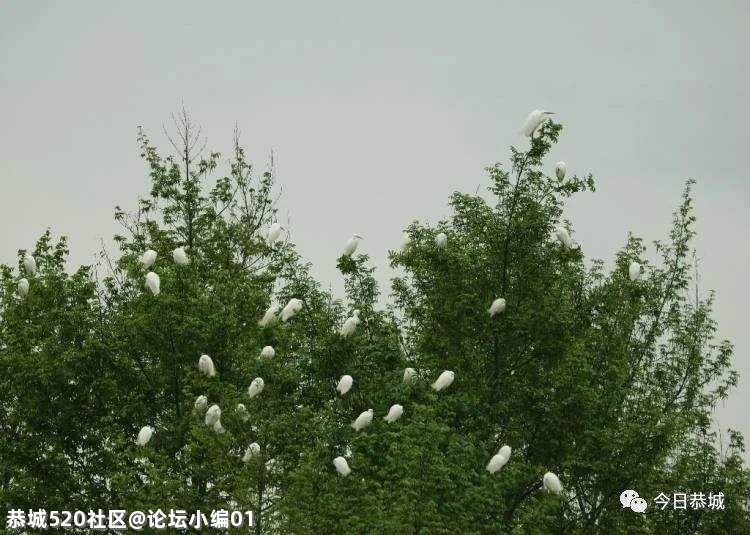 生态瑶乡吸引美丽“客人”，我县城区发现野生白鹭群403 / 作者:论坛小编01 / 帖子ID:283359