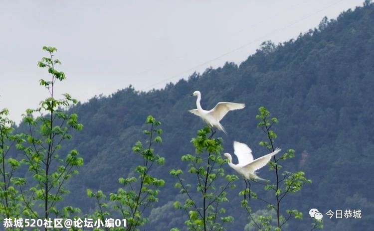 生态瑶乡吸引美丽“客人”，我县城区发现野生白鹭群89 / 作者:论坛小编01 / 帖子ID:283359