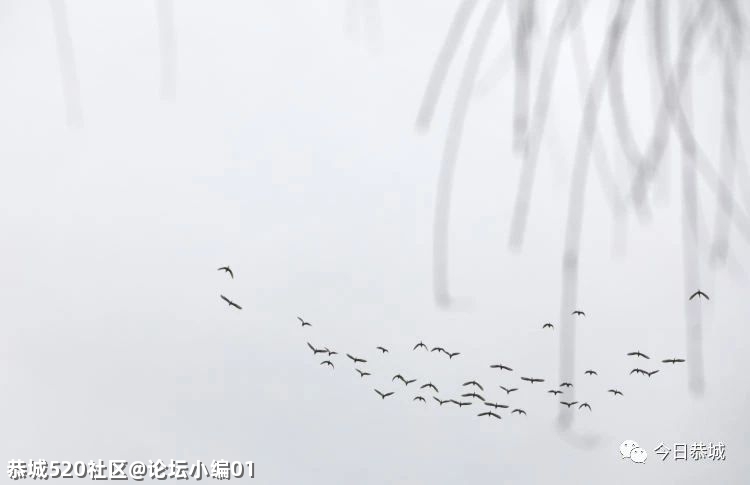 生态瑶乡吸引美丽“客人”，我县城区发现野生白鹭群45 / 作者:论坛小编01 / 帖子ID:283359