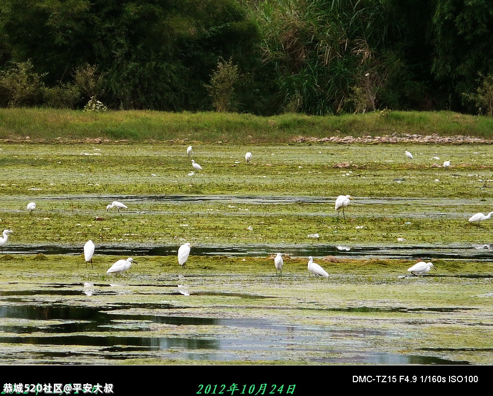 生态瑶乡吸引美丽“客人”，我县城区发现野生白鹭群732 / 作者:平安大叔 / 帖子ID:283359