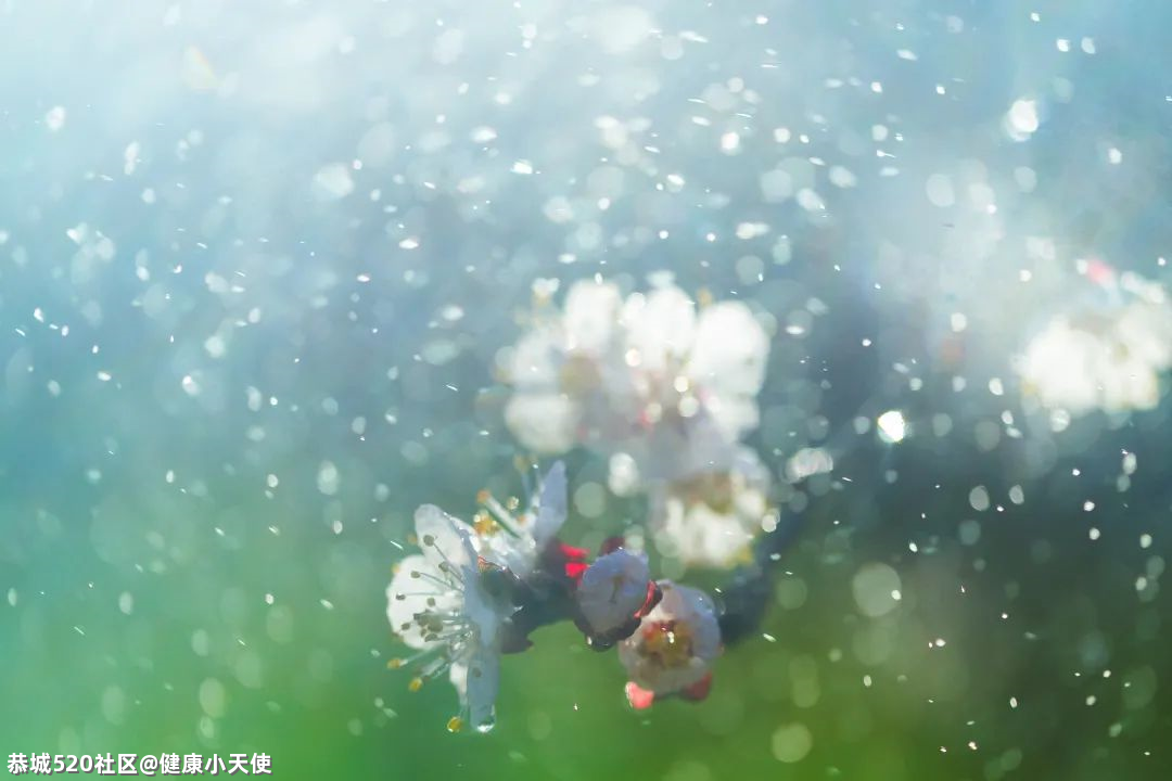 咳嗽气喘、心力衰竭……春日踏青提防花粉过敏！481 / 作者:健康小天使 / 帖子ID:283523