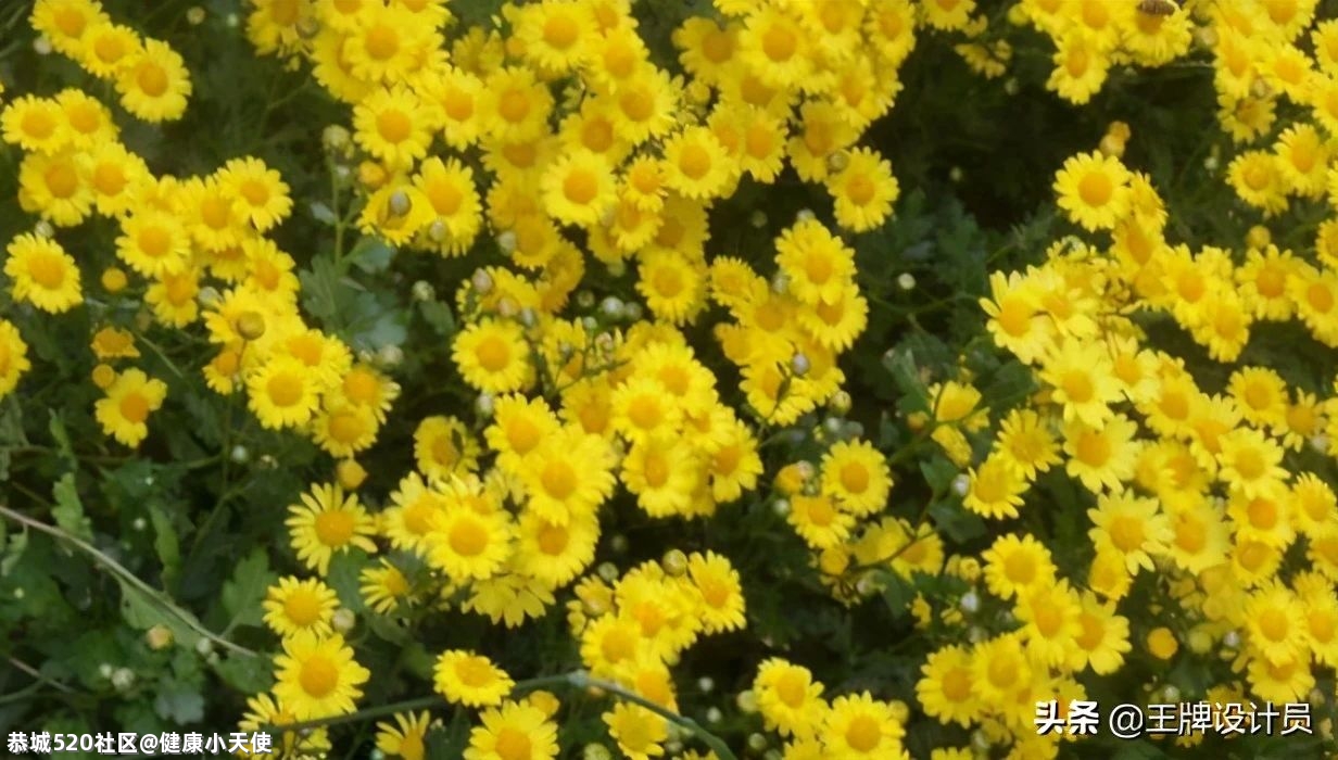 枕头填充物不同，你的睡眠质量也会跟着不同！赶紧来了解一下~153 / 作者:健康小天使 / 帖子ID:283823