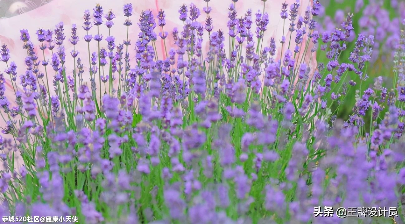 枕头填充物不同，你的睡眠质量也会跟着不同！赶紧来了解一下~59 / 作者:健康小天使 / 帖子ID:283823