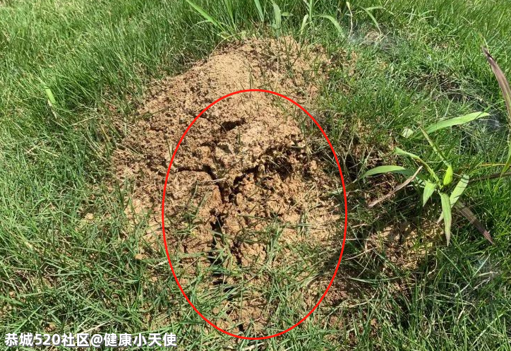 提醒！恭城人清明扫墓看到这种土堆，赶紧躲开，不少人已中招！691 / 作者:健康小天使 / 帖子ID:283902
