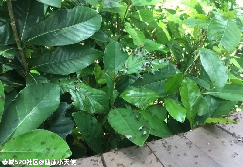 提醒！恭城人清明扫墓看到这种土堆，赶紧躲开，不少人已中招！627 / 作者:健康小天使 / 帖子ID:283902