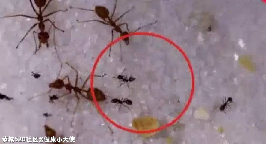 提醒！恭城人清明扫墓看到这种土堆，赶紧躲开，不少人已中招！608 / 作者:健康小天使 / 帖子ID:283902