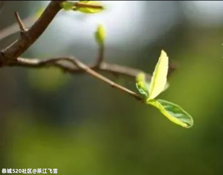 花开陌上686 / 作者:茶江飞雪 / 帖子ID:284201