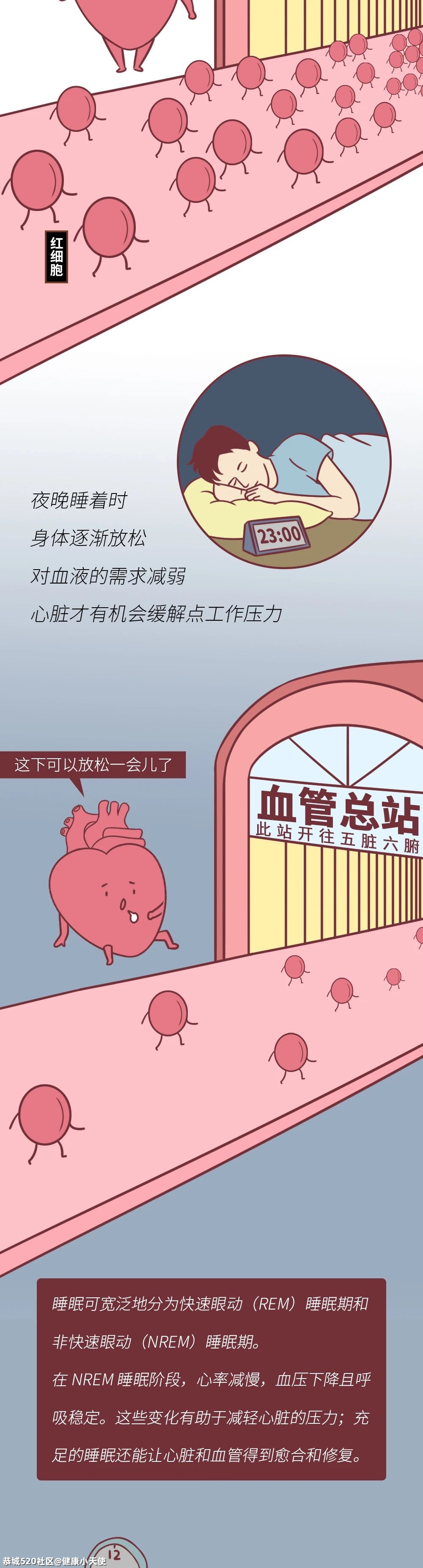 熬夜时，为什么心脏会「咯噔」一下？看完一阵后怕695 / 作者:健康小天使 / 帖子ID:284308