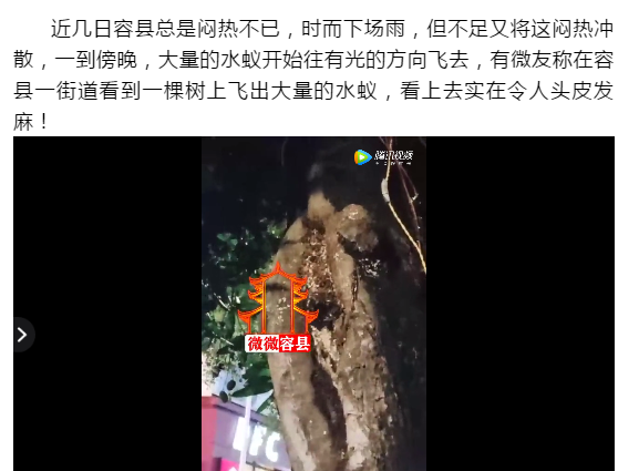 关门关窗关灯！近期多出现这个小虫，铺天盖地！危害还不小→817 / 作者:健康小天使 / 帖子ID:285044