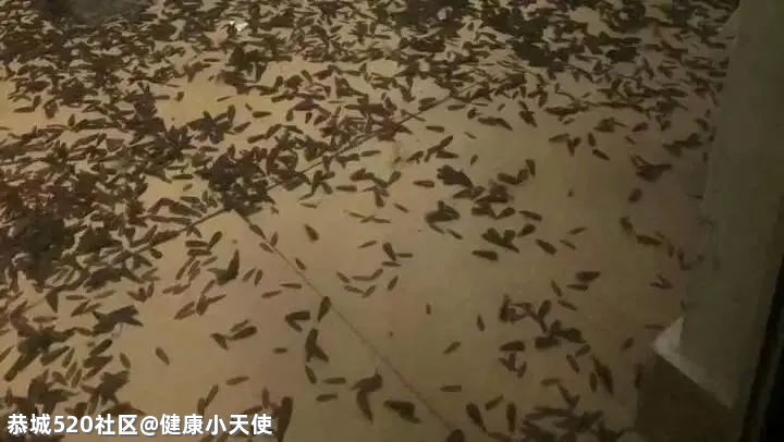 关门关窗关灯！近期多出现这个小虫，铺天盖地！危害还不小→733 / 作者:健康小天使 / 帖子ID:285044