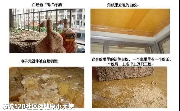 关门关窗关灯！近期多出现这个小虫，铺天盖地！危害还不小→357 / 作者:健康小天使 / 帖子ID:285044