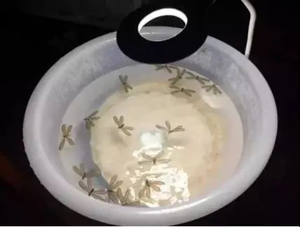 关门关窗关灯！近期多出现这个小虫，铺天盖地！危害还不小→391 / 作者:健康小天使 / 帖子ID:285044