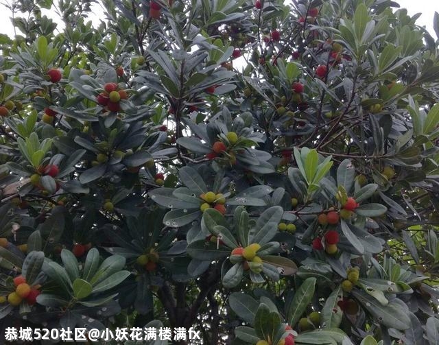 杨梅熟了363 / 作者:小妖花满楼满fx / 帖子ID:285595