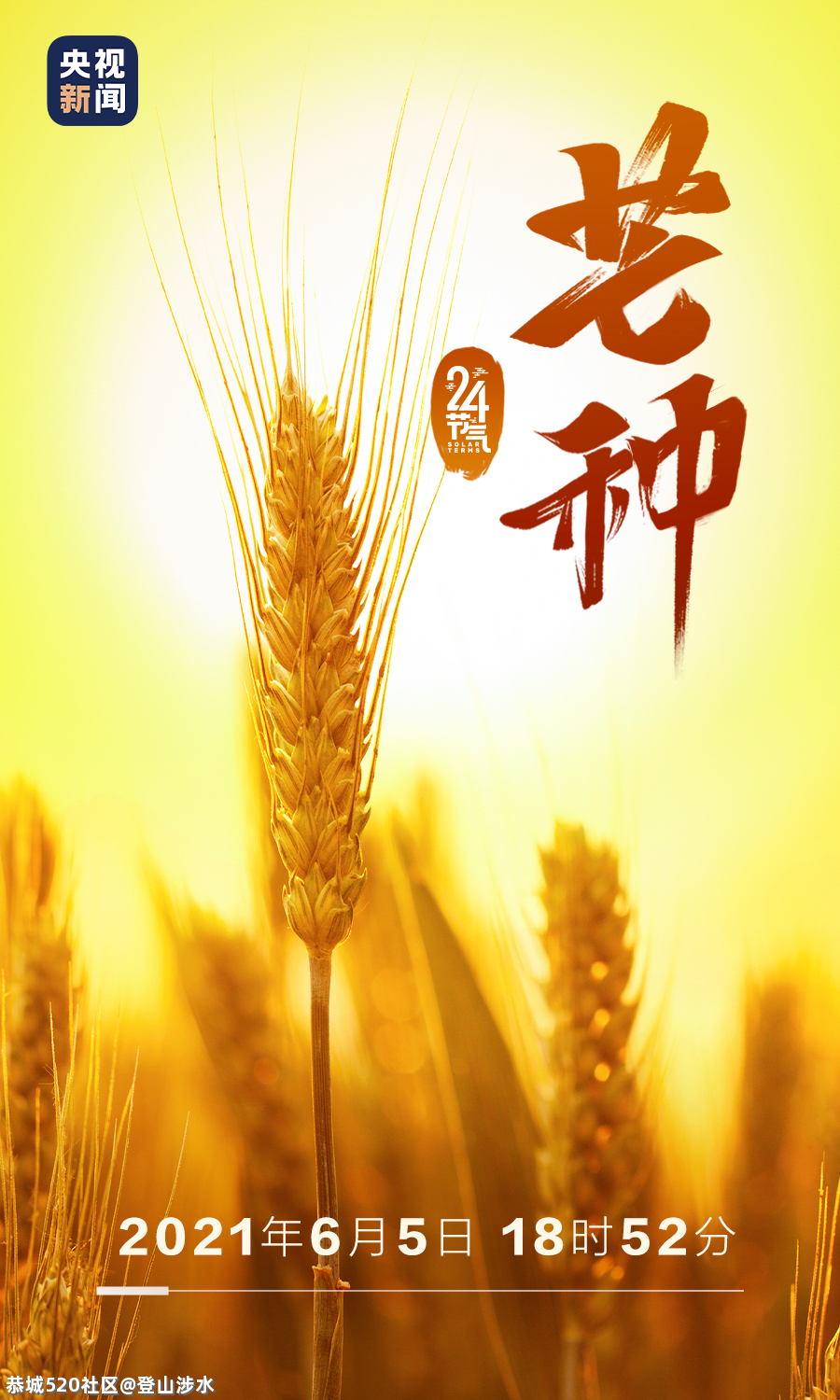 芒种至，梅子青青小麦黄222 / 作者:登山涉水 / 帖子ID:285910