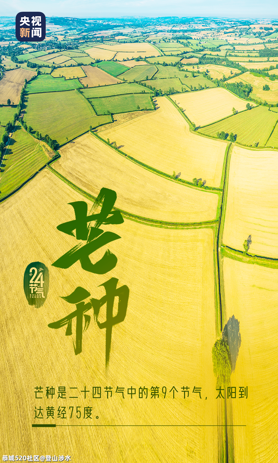 芒种至，梅子青青小麦黄251 / 作者:登山涉水 / 帖子ID:285910