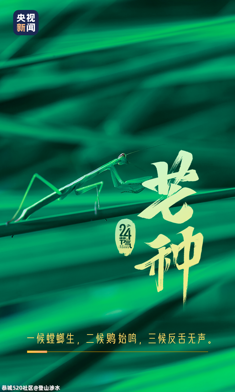 芒种至，梅子青青小麦黄831 / 作者:登山涉水 / 帖子ID:285910
