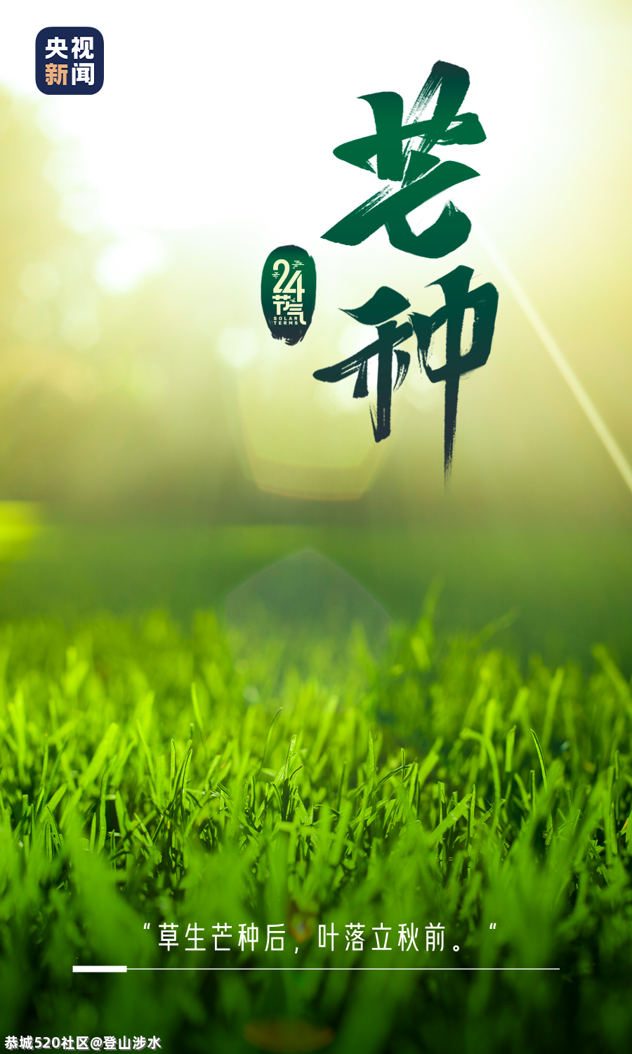 芒种至，梅子青青小麦黄502 / 作者:登山涉水 / 帖子ID:285910