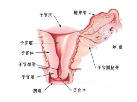 6月10日-6月20日~佳贝月子会所免费检测子宫646 / 作者:幸福341 / 帖子ID:286012