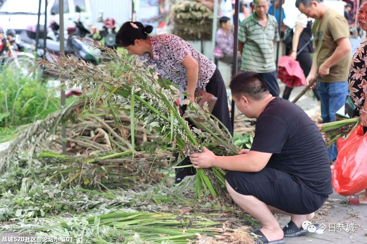 “药”香端午，恭城端午药市火爆490 / 作者:论坛小编01 / 帖子ID:286197