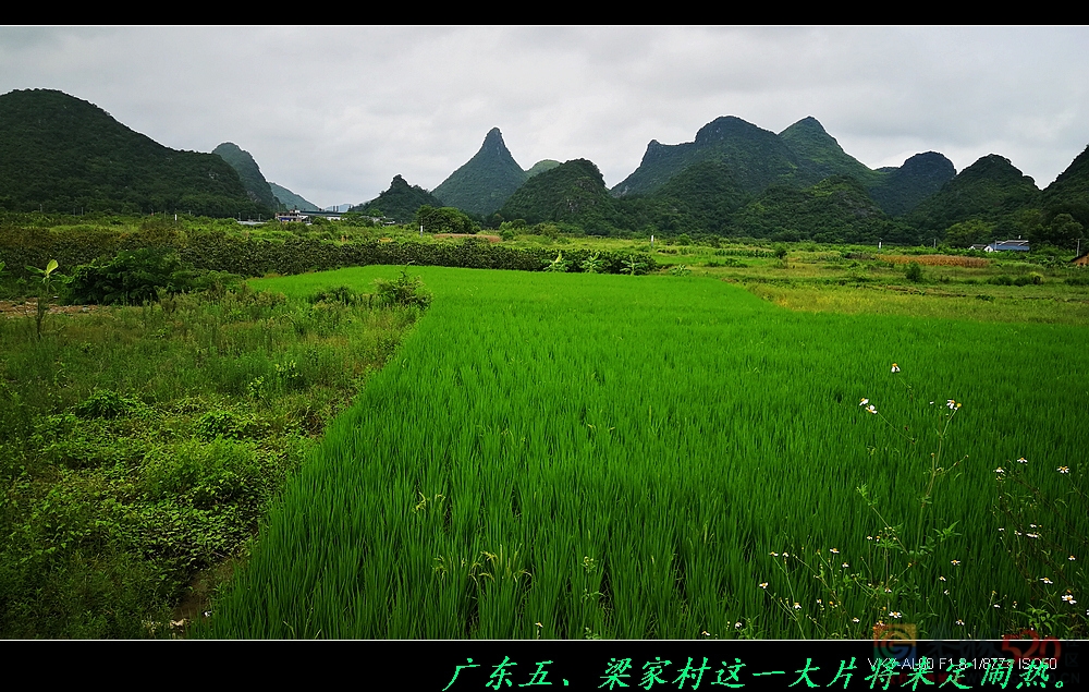 恭城又一油茶产业开发区动工。292 / 作者:平安大叔 / 帖子ID:288421