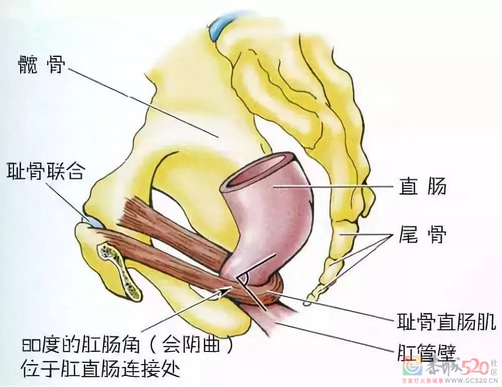 理性探讨：为什么总觉得大便没拉干净？412 / 作者:健康小天使 / 帖子ID:288635