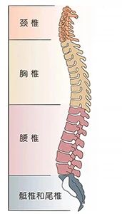 人体26块椎骨各有「弱点」，骨科医生教你“分段”保护185 / 作者:健康小天使 / 帖子ID:289034