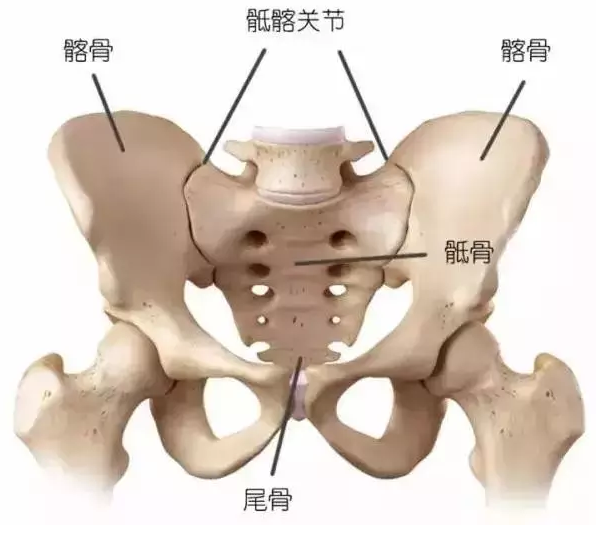 人体26块椎骨各有「弱点」，骨科医生教你“分段”保护477 / 作者:健康小天使 / 帖子ID:289034