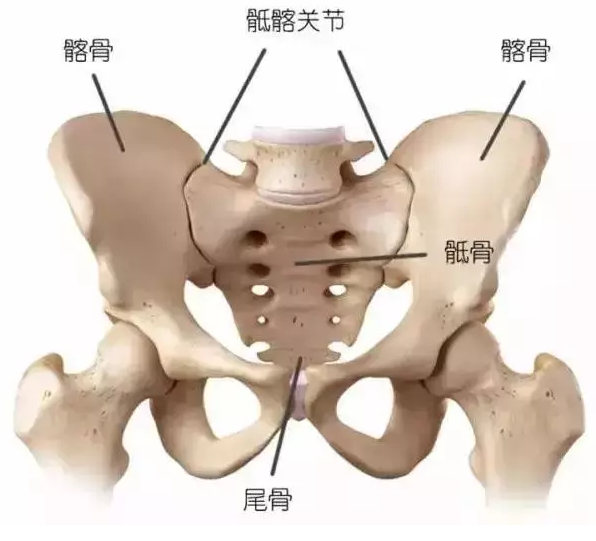 人体26块椎骨各有「弱点」，骨科医生教你“分段”保护111 / 作者:健康小天使 / 帖子ID:289034