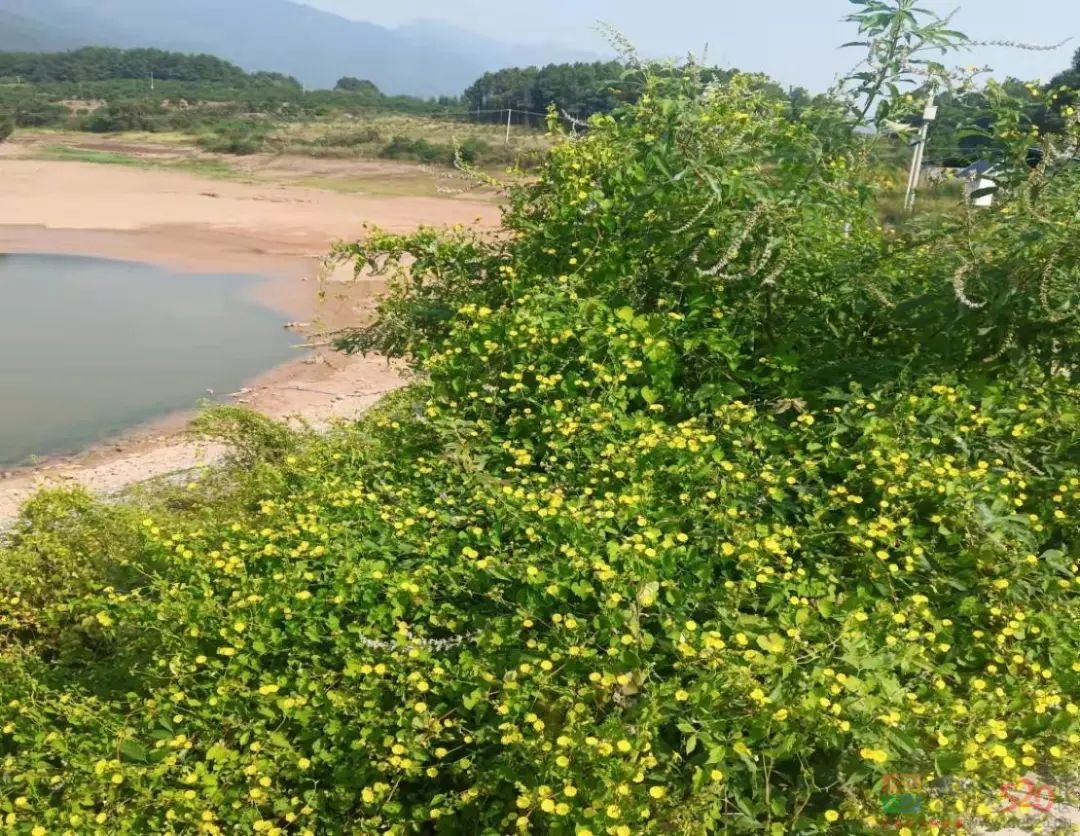 乡情457 / 作者:论坛小编01 / 帖子ID:289528