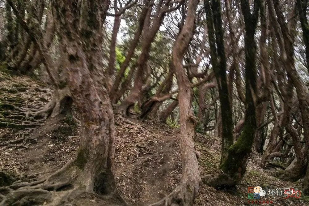 为什么有这么多人痴迷于去尼泊尔爬山？83 / 作者:儿时的回忆 / 帖子ID:289533
