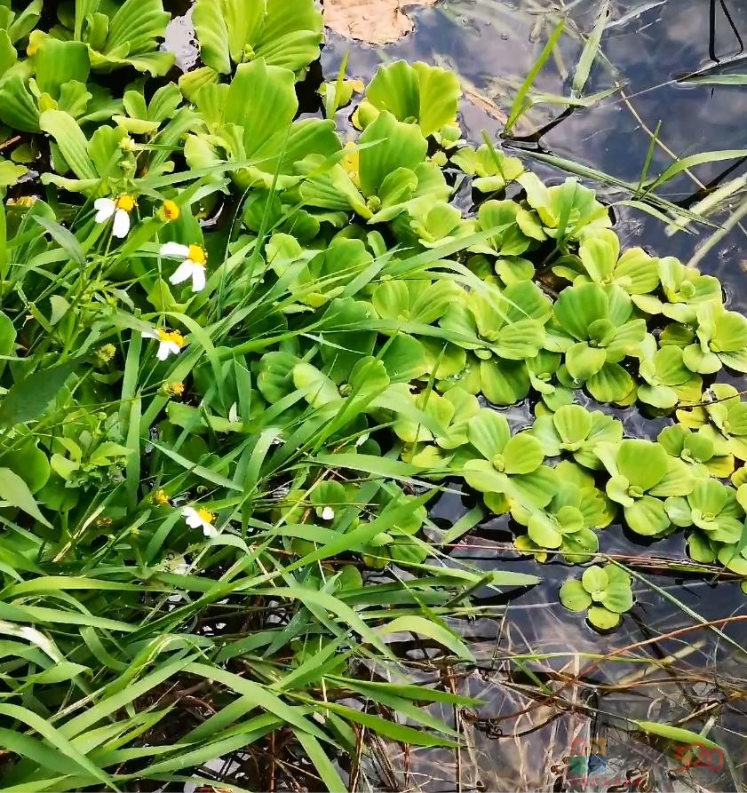【原创】大家来看看这个是什么水生植物？173 / 作者:MDG / 帖子ID:290019