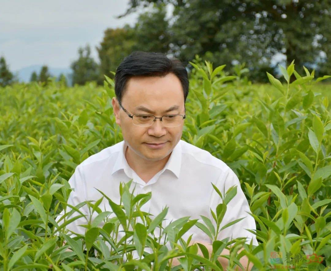 一天、一年、一生中分别喝什么茶？茶叶院士总结了一个规律538 / 作者:健康小天使 / 帖子ID:290120