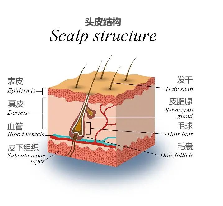 为了10万根头发的健康，「头皮」到底有多难？245 / 作者:健康小天使 / 帖子ID:290186