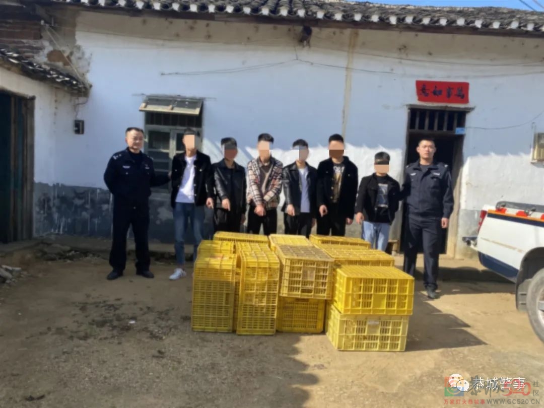 “偷柿大盗”组团盗摘2800余斤，刑拘！968 / 作者:论坛小编01 / 帖子ID:290469