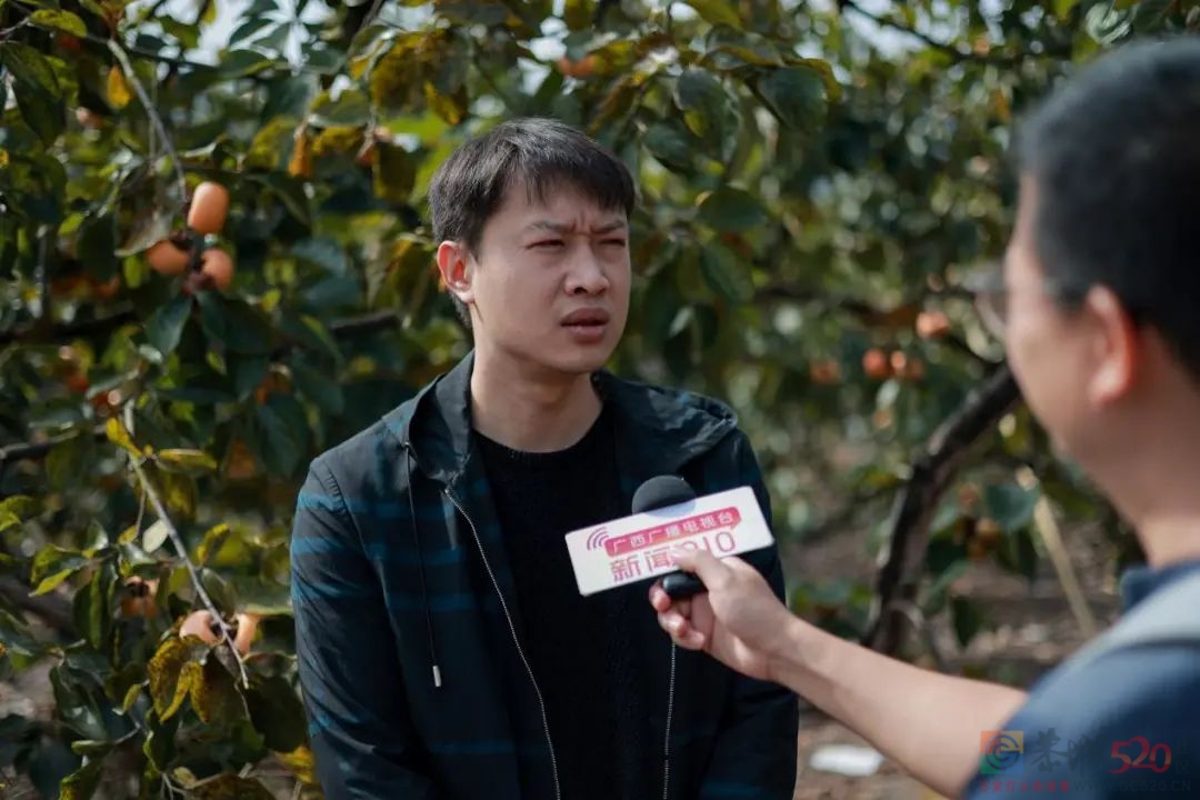 恭城：做大做强地理标志产品，“农旅融合”助推乡村振兴255 / 作者:论坛小编01 / 帖子ID:290653