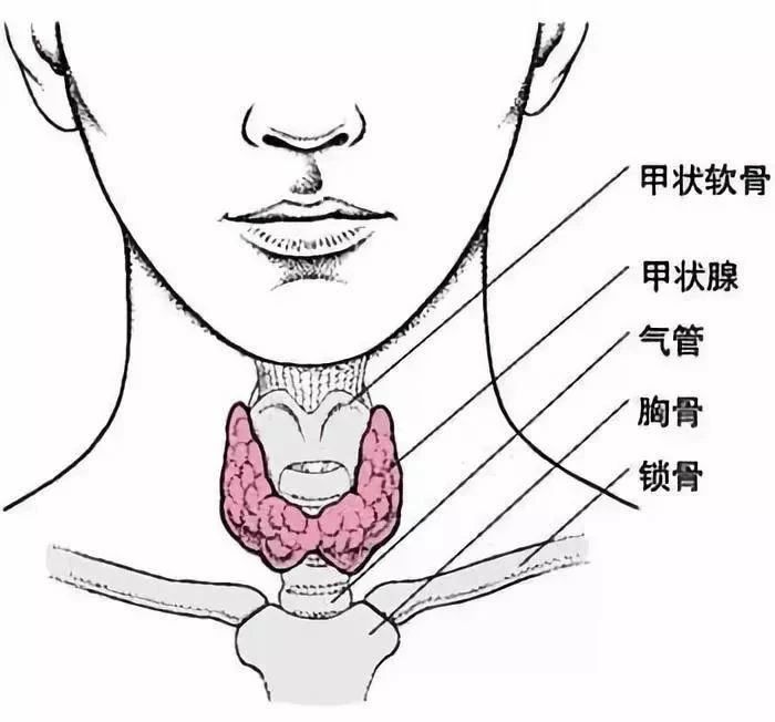 比周围人「怕冷」的你，该查查甲状腺了173 / 作者:健康小天使 / 帖子ID:290747