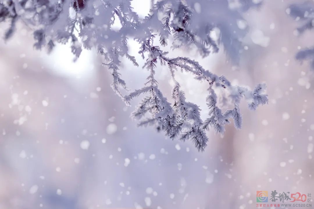 今日大雪840 / 作者:登山涉水 / 帖子ID:291046