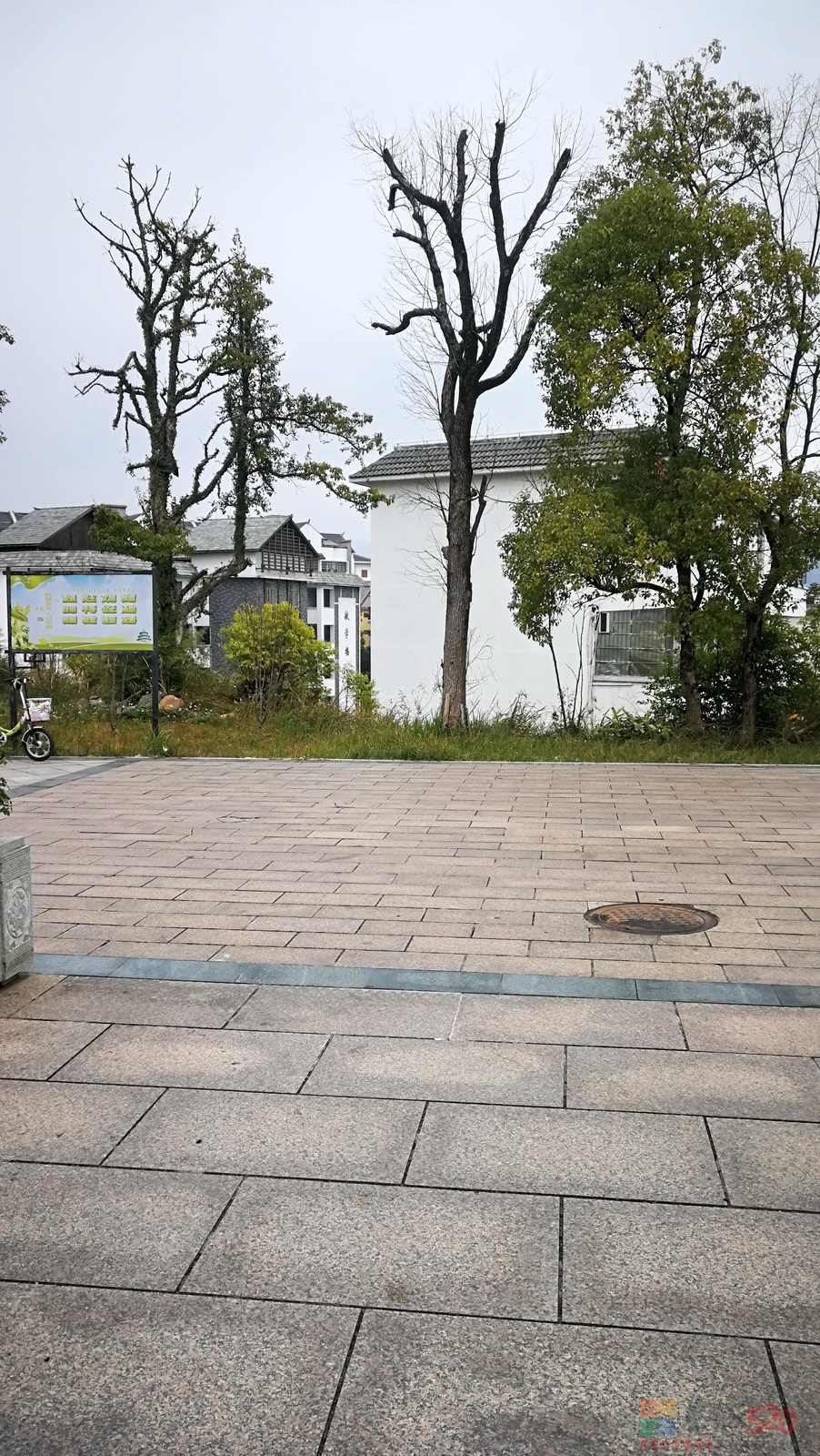瑶族博物馆旁边这些高大枯树要清理了。314 / 作者:平安大叔 / 帖子ID:291363