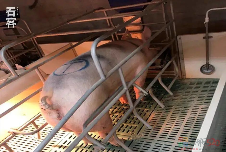 985毕业去养猪，一场10个月的猪场江湖梦901 / 作者:儿时的回忆 / 帖子ID:291808