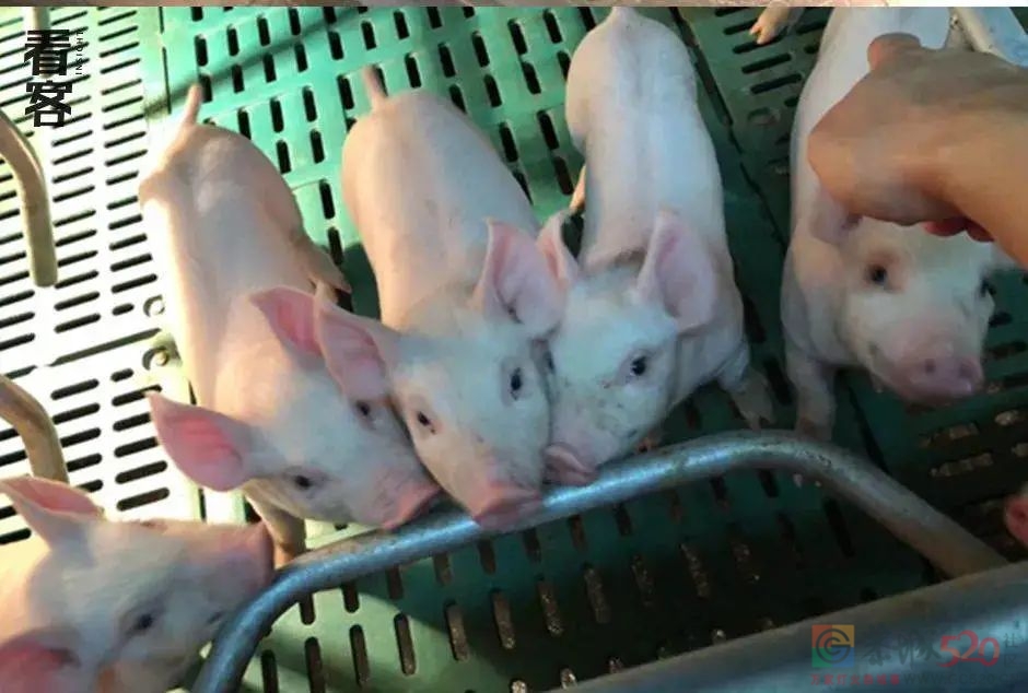 985毕业去养猪，一场10个月的猪场江湖梦682 / 作者:儿时的回忆 / 帖子ID:291808