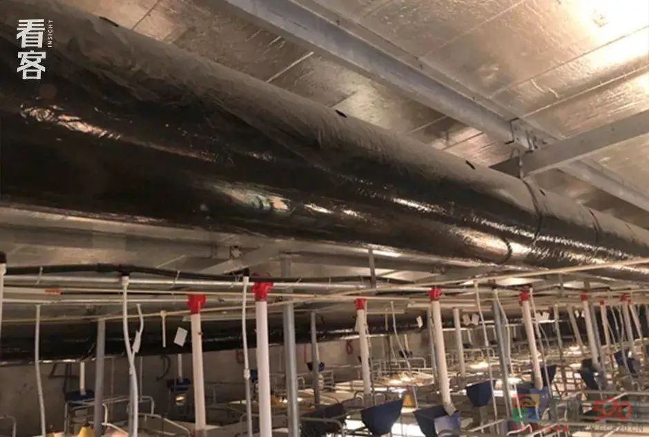 985毕业去养猪，一场10个月的猪场江湖梦113 / 作者:儿时的回忆 / 帖子ID:291808