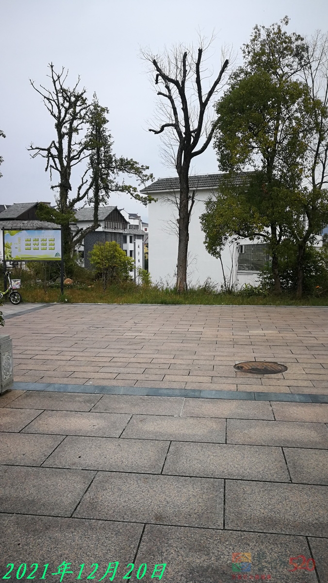 恭城园林部门为让广大群众过一个平安年抓紧清除隐患。352 / 作者:平安大叔 / 帖子ID:291992