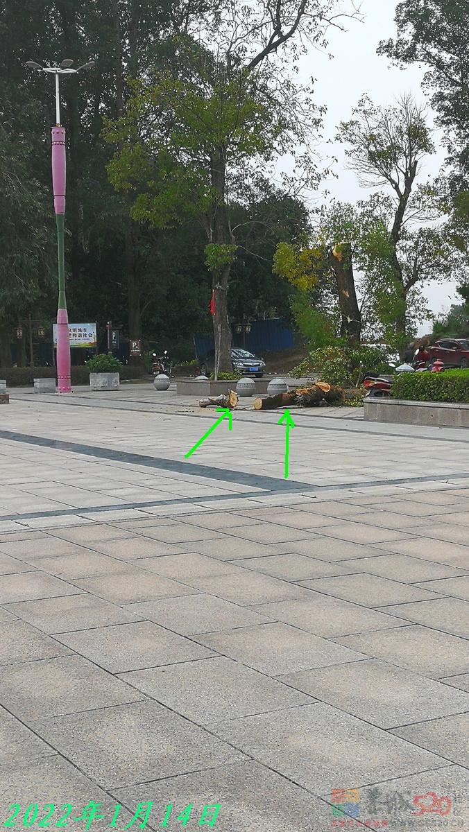 恭城园林部门为让广大群众过一个平安年抓紧清除隐患。772 / 作者:平安大叔 / 帖子ID:291992
