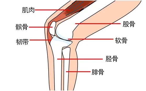从你走路的样子，就能看出膝关节“磨损”严重……83 / 作者:健康小天使 / 帖子ID:292094