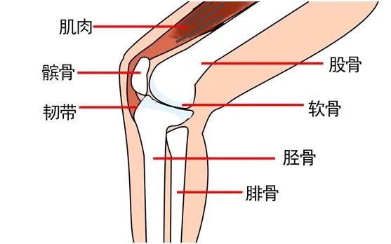 从你走路的样子，就能看出膝关节“磨损”严重……567 / 作者:健康小天使 / 帖子ID:292094