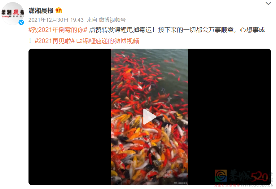 一夜之间，全网网友都换上了“金钱豹”头像！652 / 作者:儿时的回忆 / 帖子ID:292244