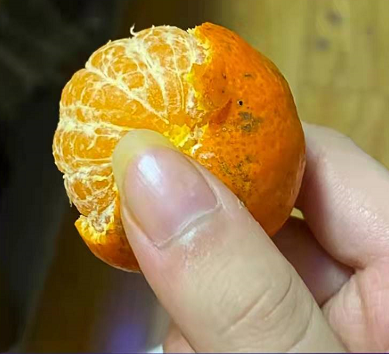 一天干完三斤砂糖橘，很怕我妈叫我滚出去239 / 作者:儿时的回忆 / 帖子ID:292435